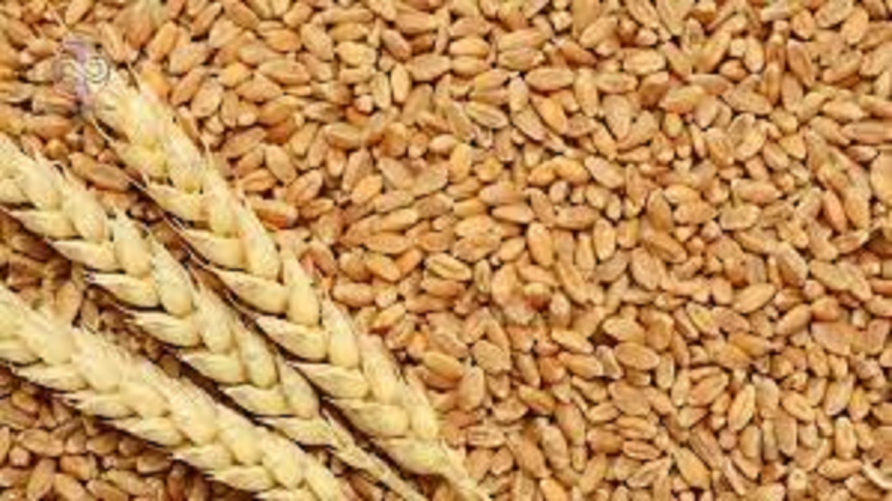 ۱۱ هزار و ۵۰۰ تن بذر اصلاح شده بین کشاورزان خراسان رضوی توزیع شد