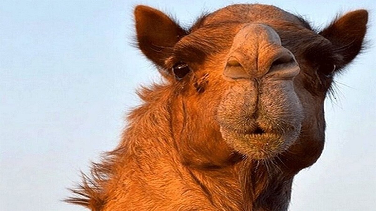 نحوه بالا رفتن شتر از شنزار + فیلم