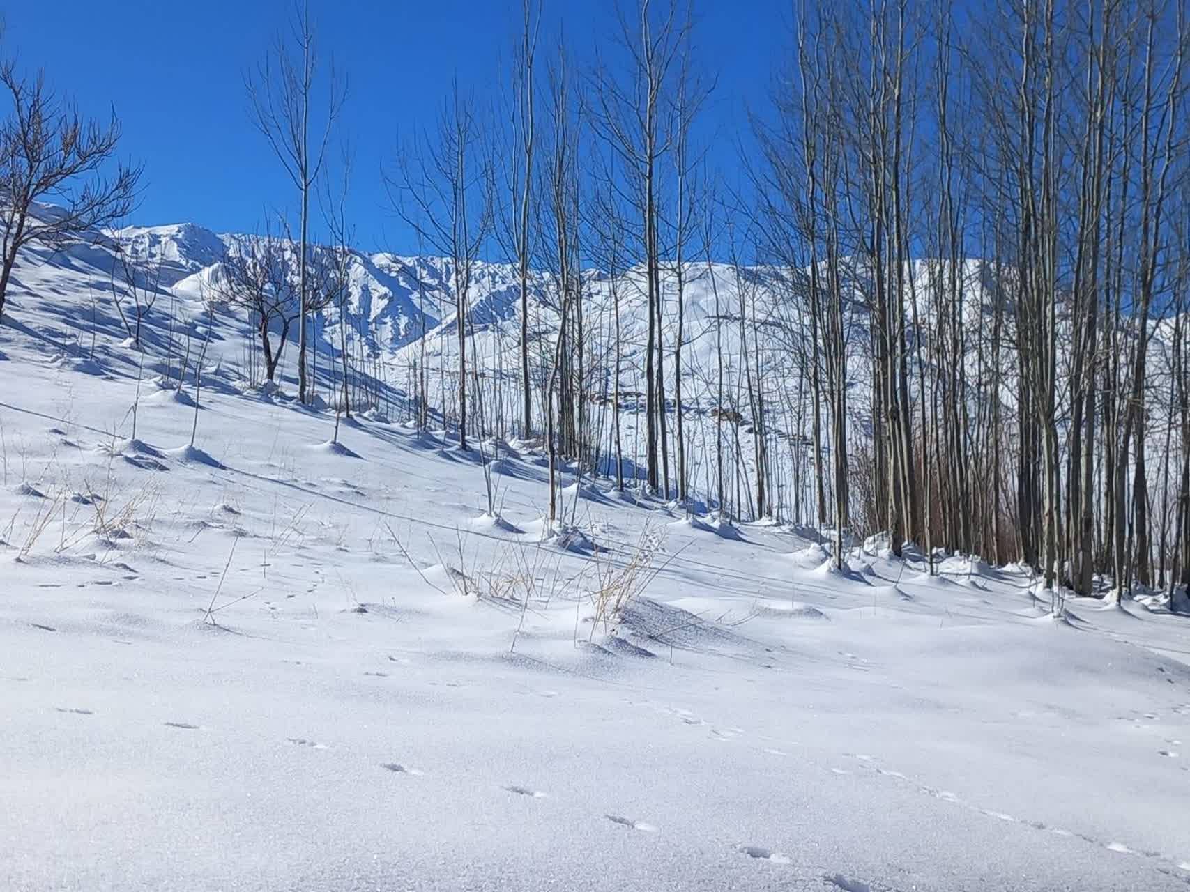 طبیعت پوشیده از برف