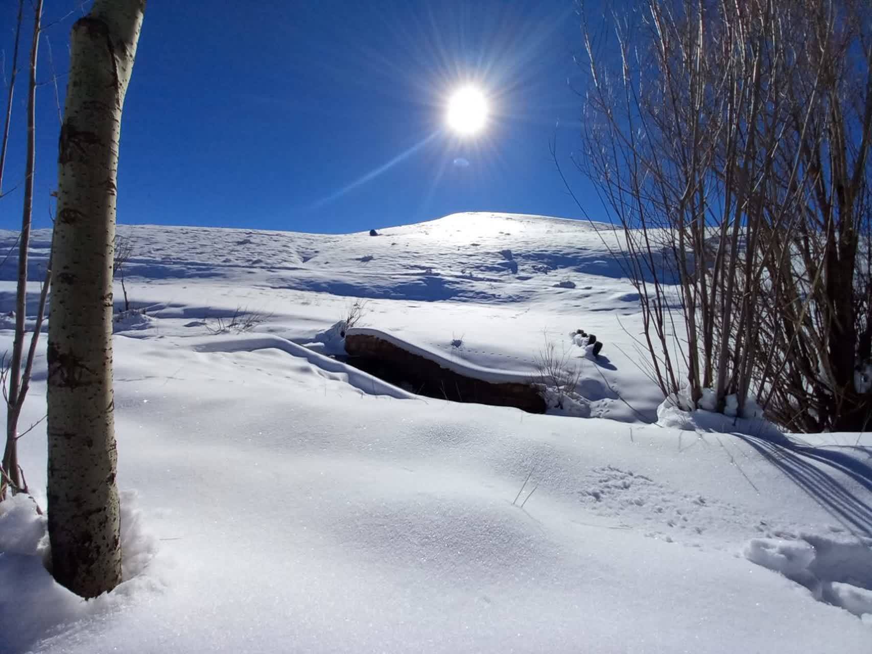 طبیعت برفی