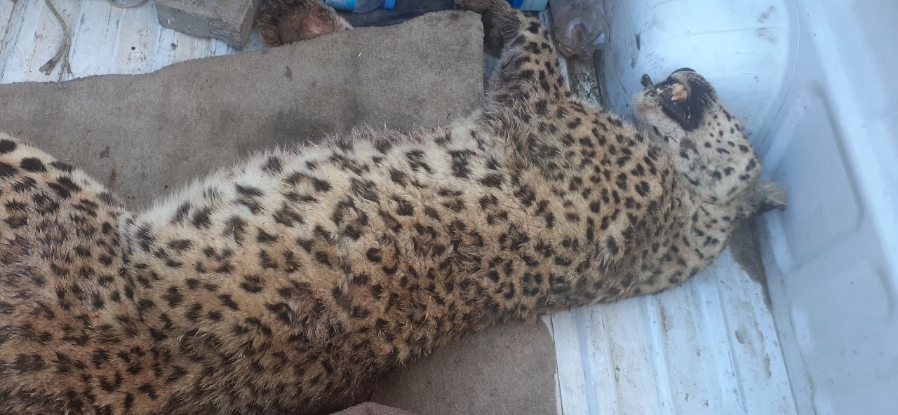 کشته شدن پلنگ در روستای حاشیه منطقه حفاظت شده قرچغه