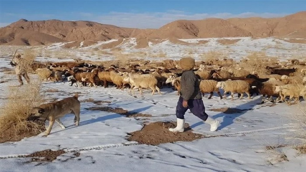 عشایر بیش از ۴ هزار تن گوشت تولید کردند