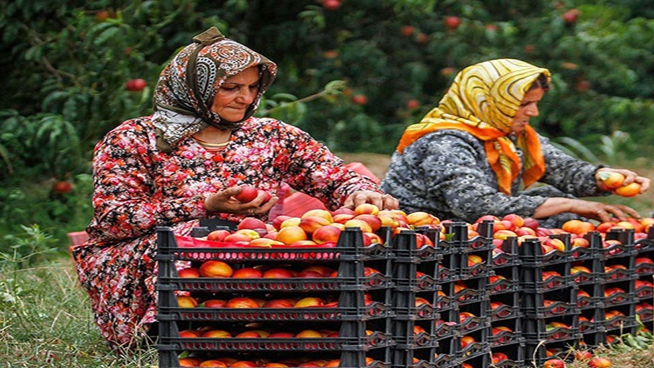 تخصیص ۲۶۰ میلیارد ریال تسهیلات برای اشتغال بانوان روستایی در آذربایجان شرقی