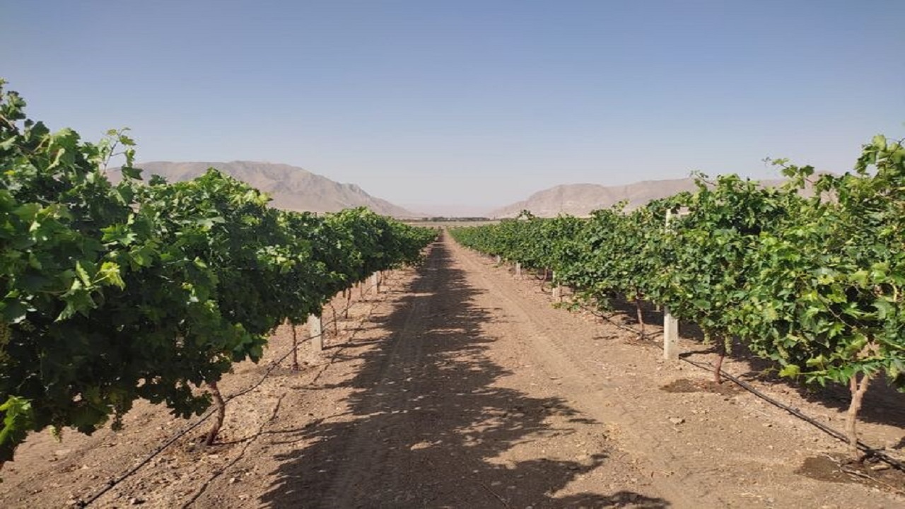 خسارت به باغداران تاکستانی در پی تاخیر در احداث شبکه آبرسانی سد نهب