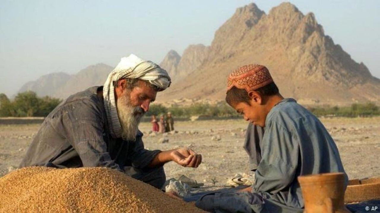 مصونیت غذایی در افغانستان در وضعیت بحرانی قرار دارد