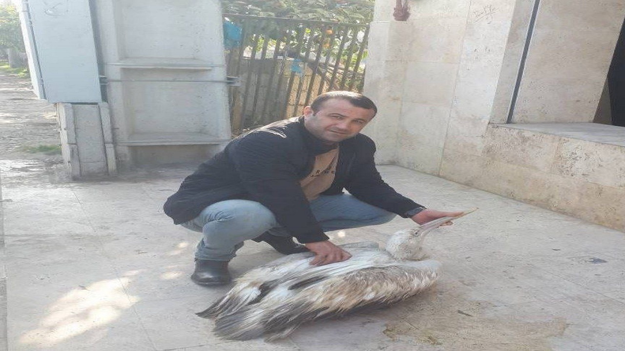 مراقبت از پلیکان پاخاکستری توسط دوستدار حیات وحش