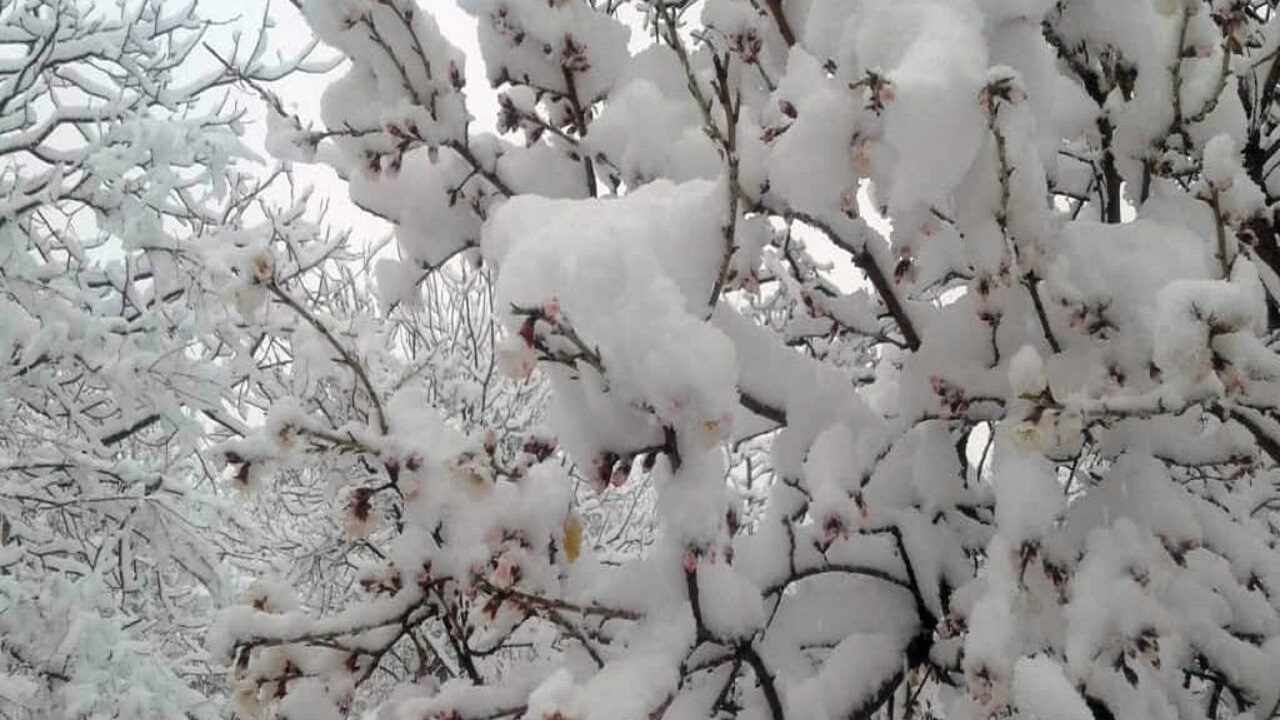 بارش برف زمستانی در زاهدان پس از ۸ سال+فیلم
