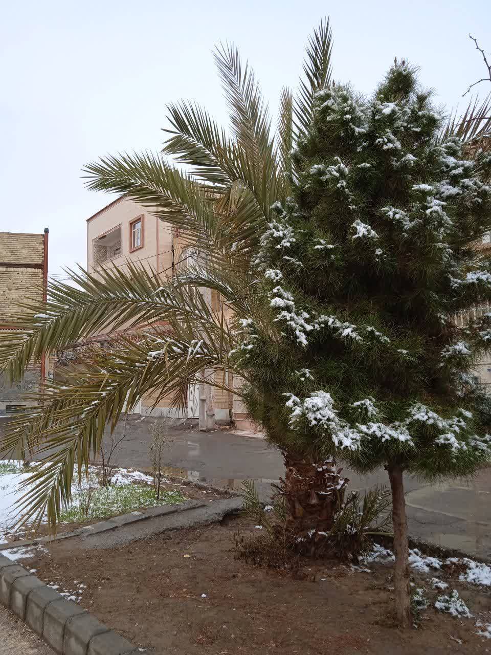 بارش برف زمستانی