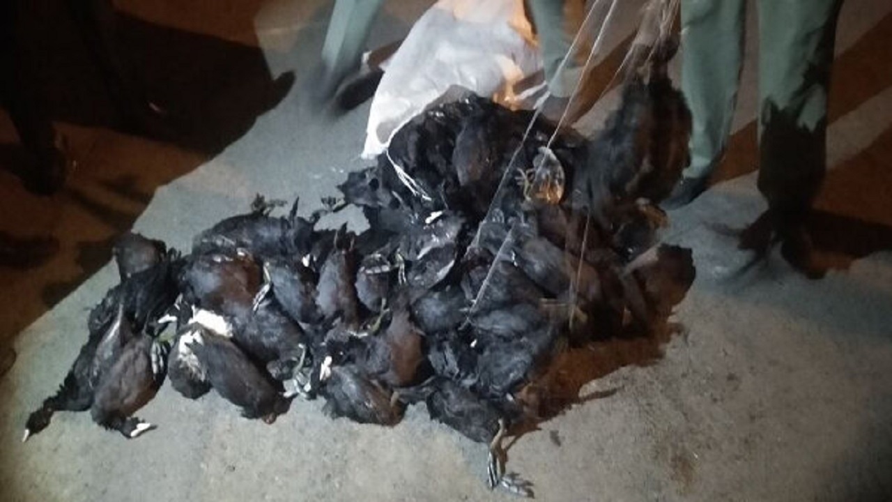 سه شکارچی متخلف در قصرقند دستگیر شدند
