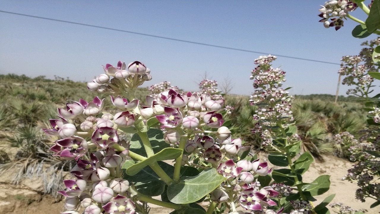 ظرفیت بی نظیر گیاهان دارویی در ایرانشهر/ نبود صنایع تبدیلی برای فراوری