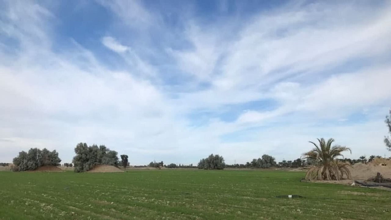 کشت قراردادی در ۹۱ درصد از مزارع گندم سیستان و بلوچستان اجرا شد