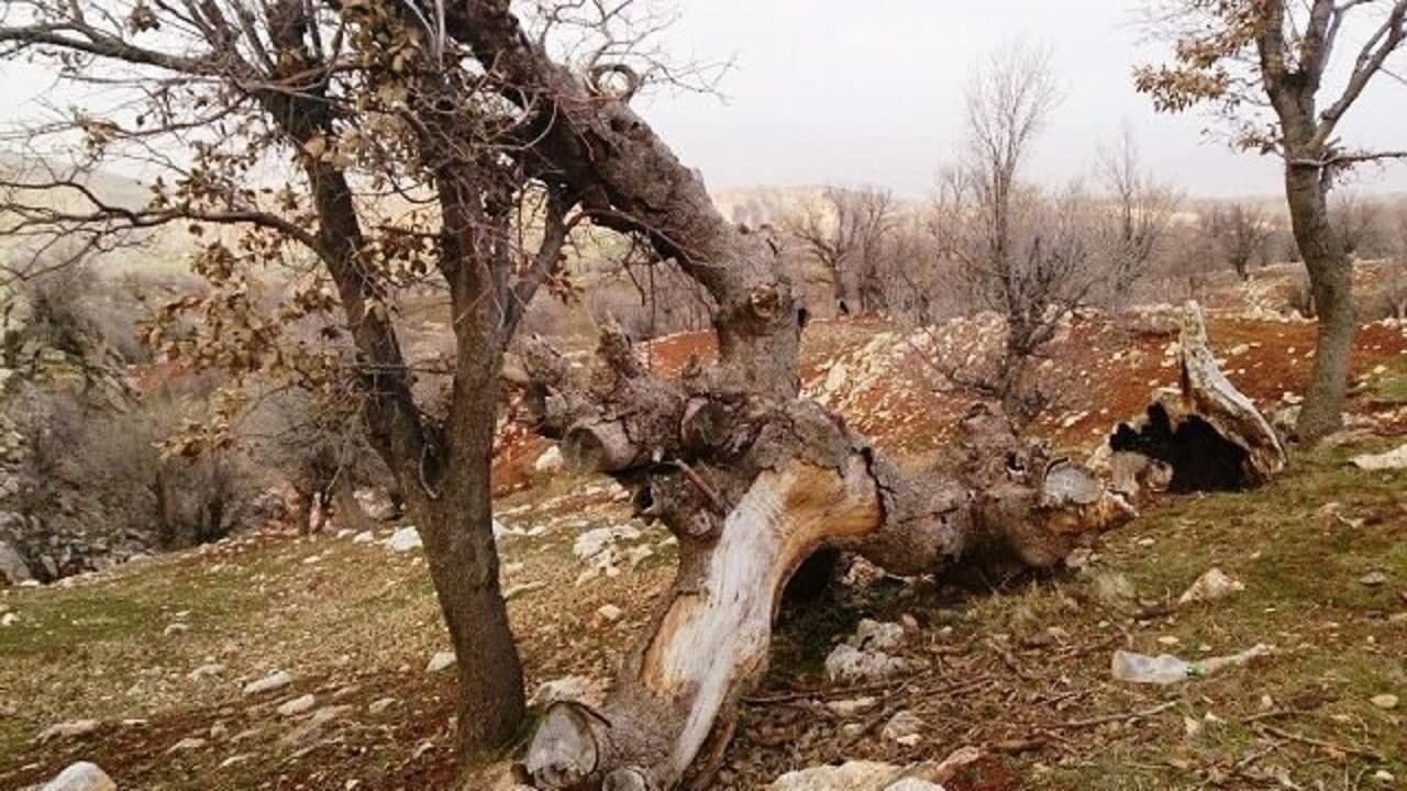 باغات کرمانشاه در امان از سرمازدگی