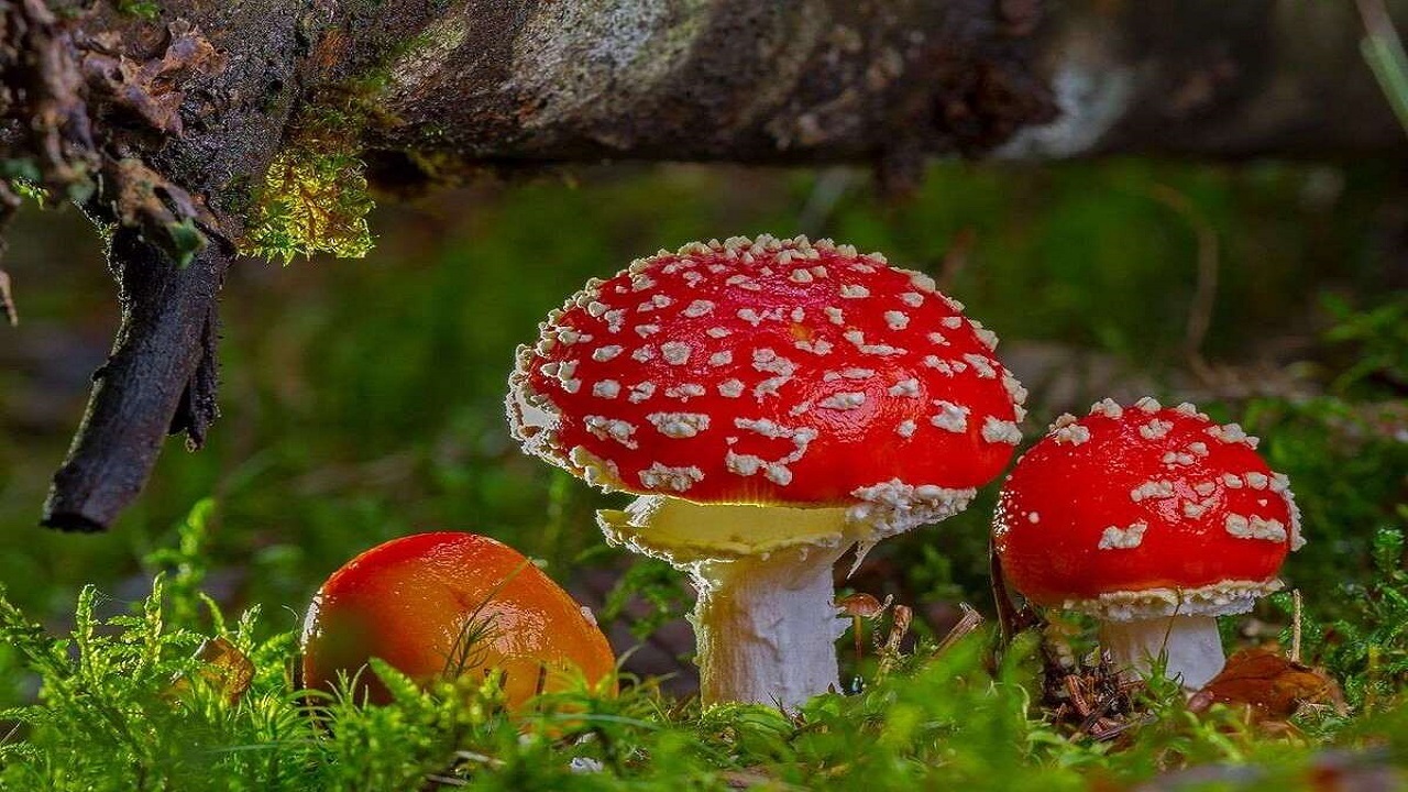 فیلمی از دنیای قارچ‌ها