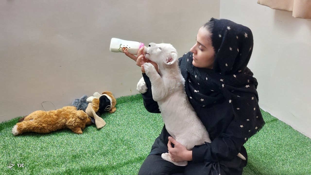 تنها توله شیر سفید ایران در کرج نگهداری می‌شود+فیلم
