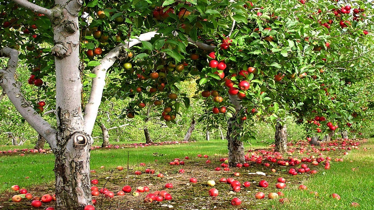 باغات میوه در حال تخریب و تبدیل به باغات تفریحی هستند