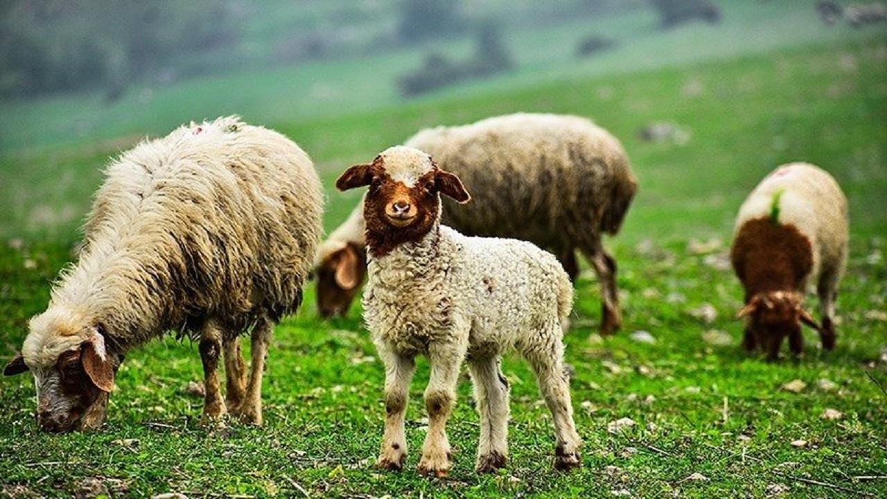 کاهش قیمت دام بعد از اعمال محدودیت برای خروج دام زنده