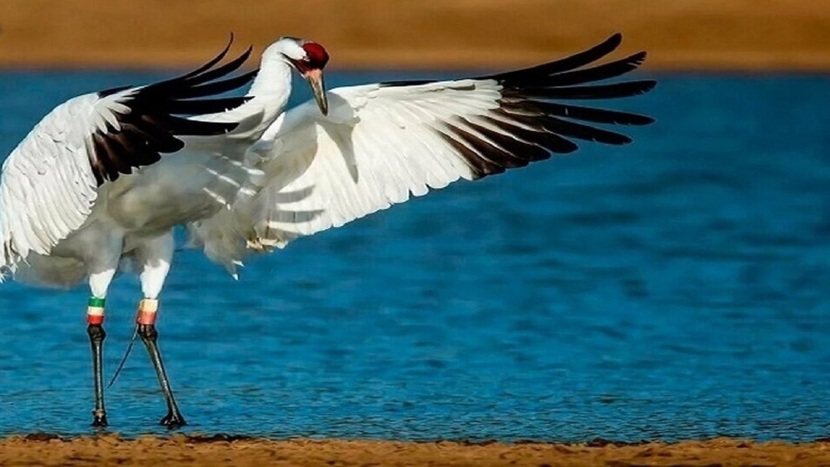 درنای بلژیکی خانه‌دار شد + فیلم