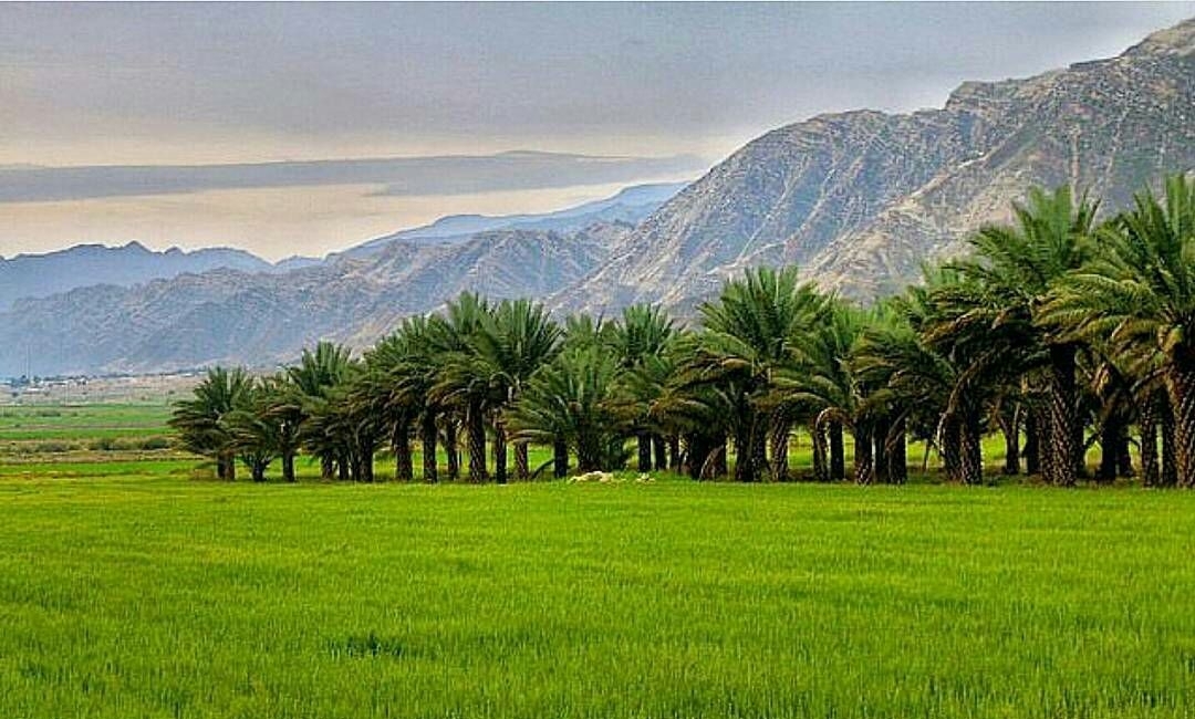 جاده‌ای در میان نخل و خرما + فیلم