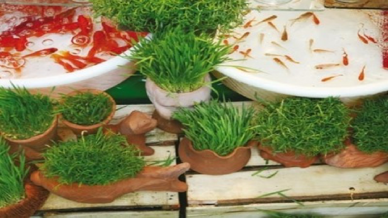 صدور مجوز جهت راه اندازی غرفه فروش ماهی قرمز و سفره هفت سین