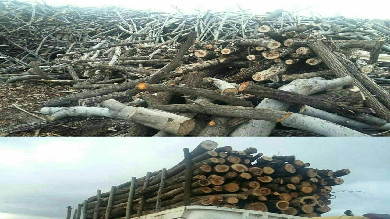 بازداشت ۳ گروه قطع کننده درخت در منطقه حفاظت شده ارژن