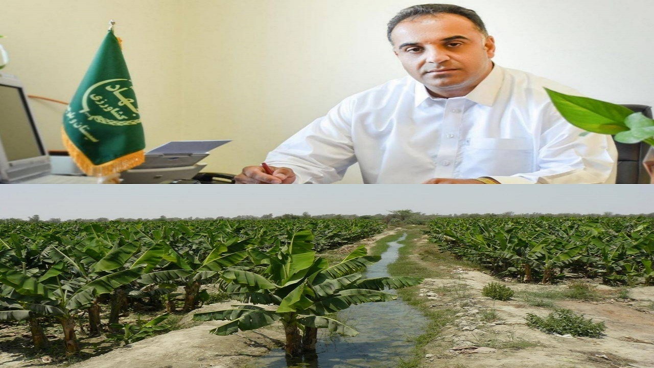 افزایش ۱۵۰ هکتاری موزستان‌های شهرستان دشتیاری