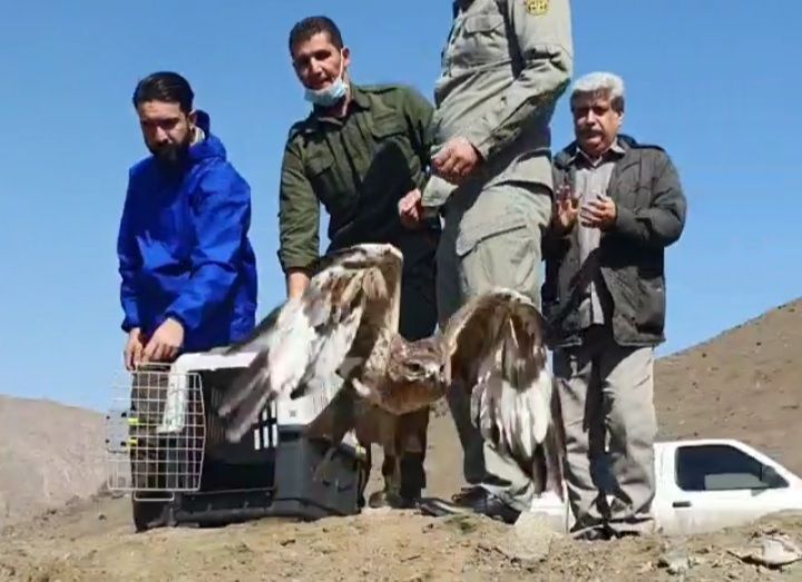 رهاسازی دو پرنده شکاری در منطقه حفاظت شده البرز جنوبی