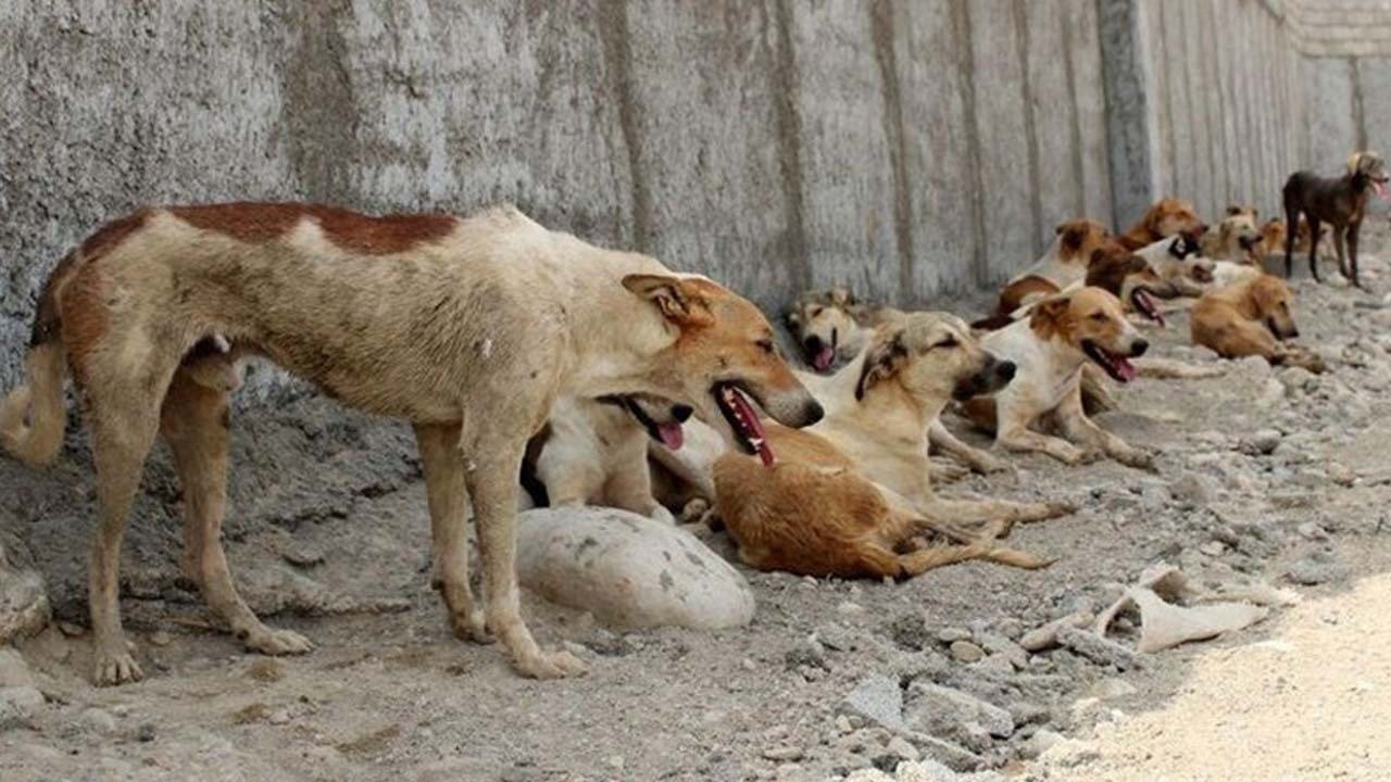 معضلی به نام جولان گروهی سگ ها در کاشان