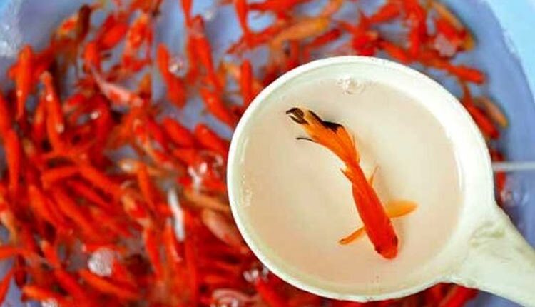 باید‌های و نباید‌های خرید ماهی قرمز
