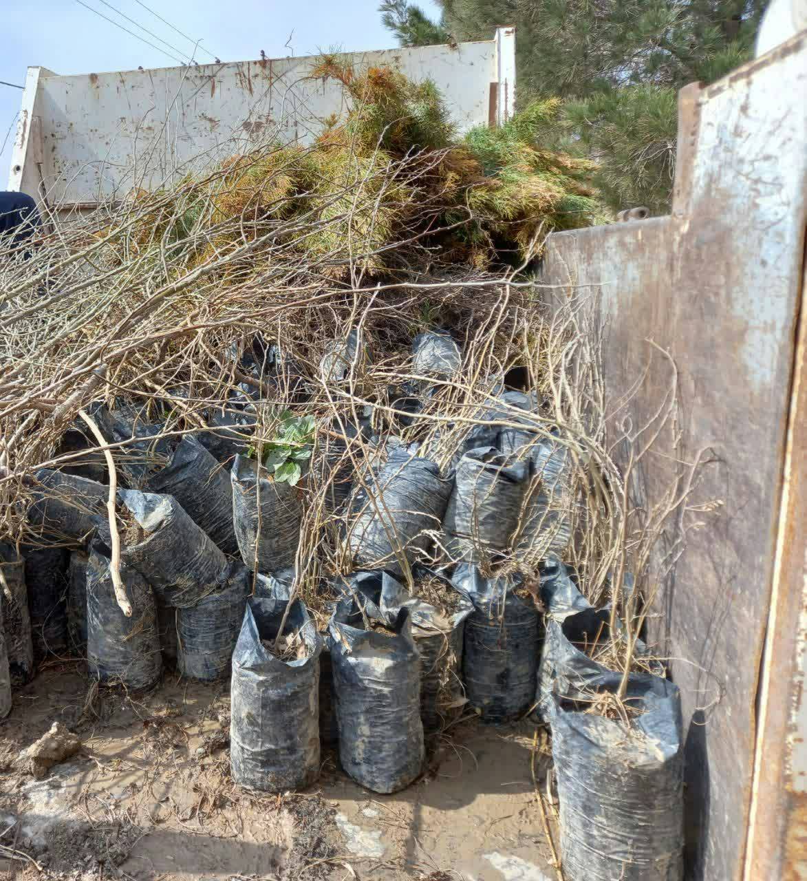 کاشت نهال در بجستان بجستانی ها با کاشت نهال به استقبال بهار رفتند + تصاویر