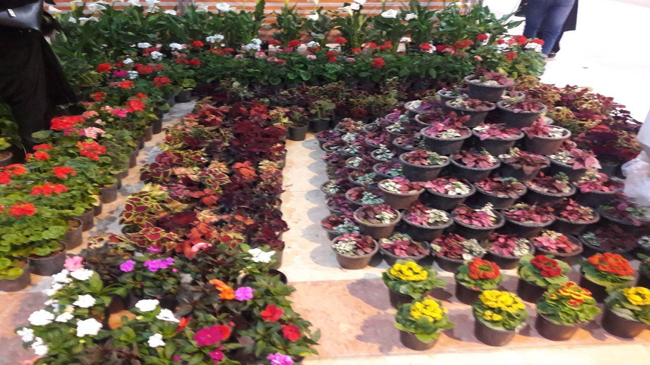 برپایی نمایشگاه گل و گیاه در دامغان