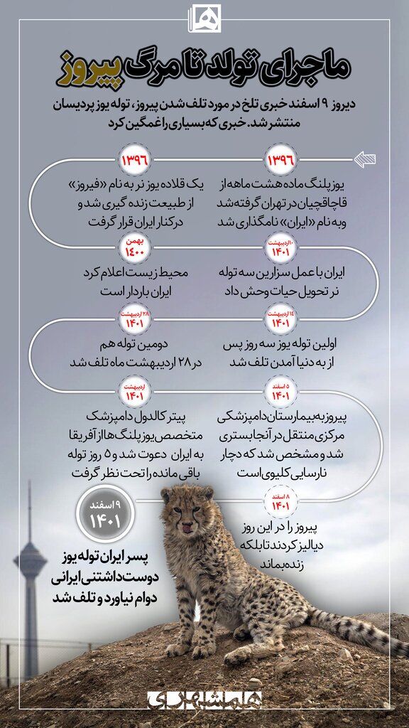 همه اتفاقات درباره توله یوز ایرانی از تولد تا تلف شدن