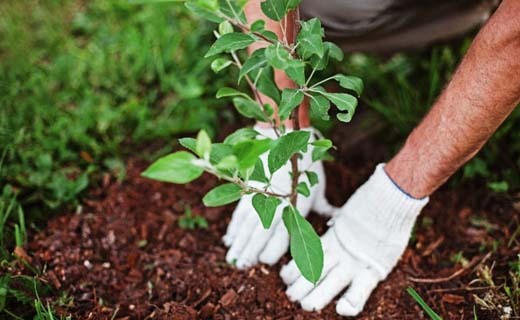 گسترش پوشش گیاهی اصفهان با تولید ۳۰۰ هزار نهال