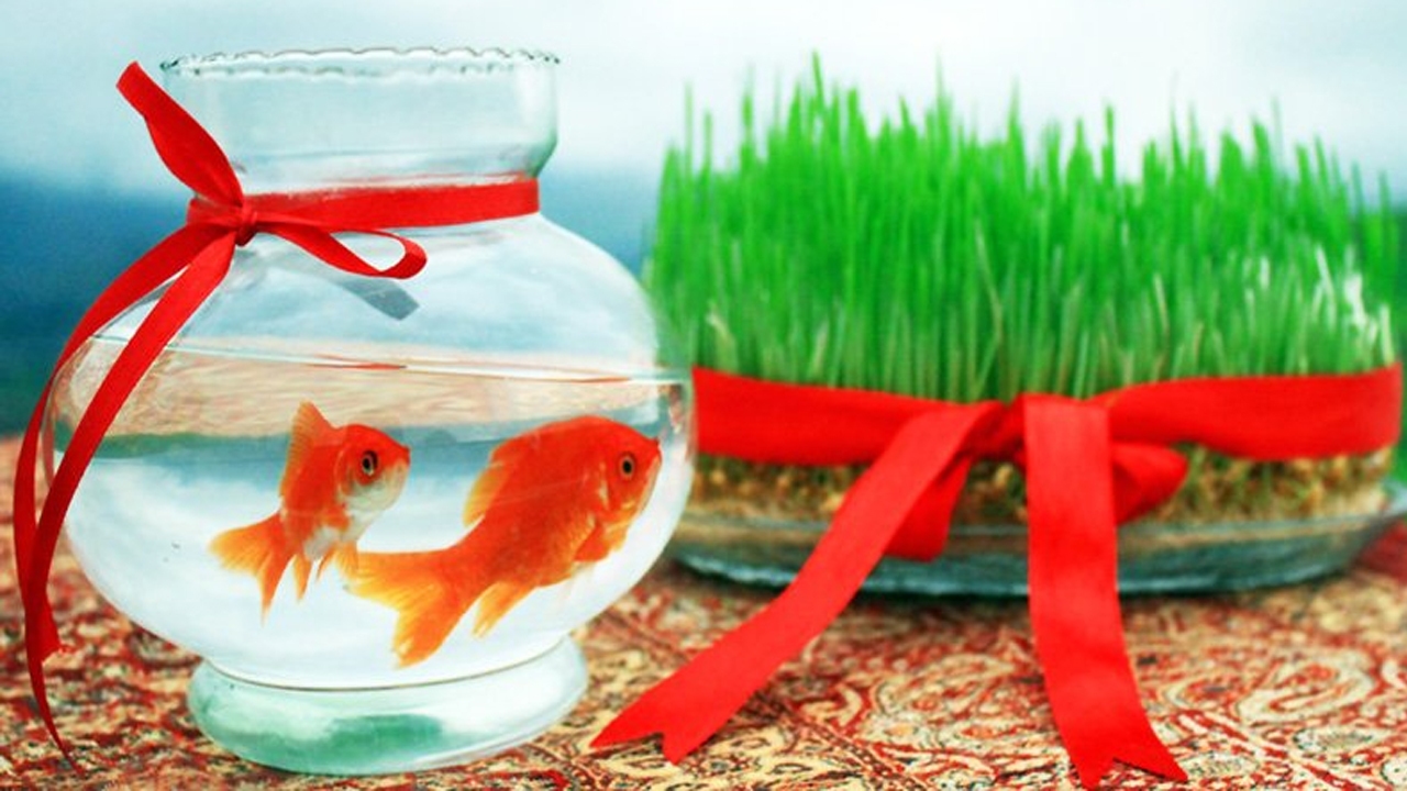 بهترین زمان برای کاشت انواع سبزه عید + اینفوگرافیک