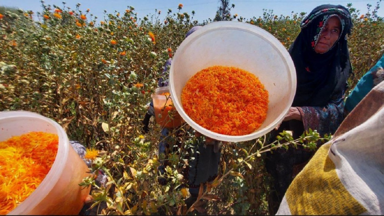 برداشت گلچه های گلرنگ از مزارع دشتیاری