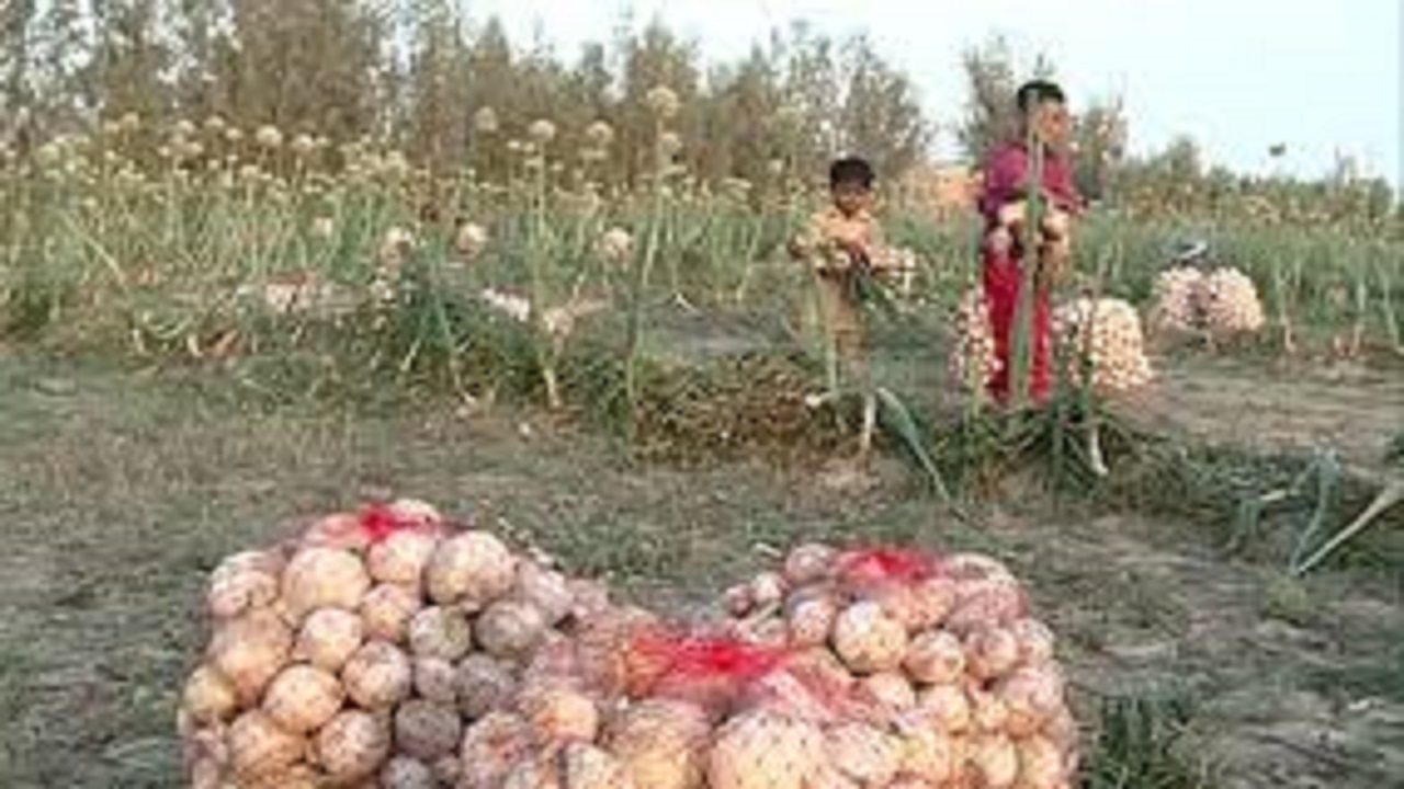 برداشت ۱۱ هزار و ۷۰۰ تن پیاز از مزارع سیستان و بلوچستان