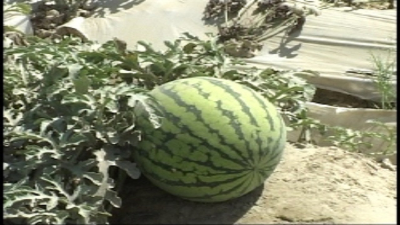 کاهش ۵ هزار هکتاری سطح زیر کشت هندوانه در شهرستان دشتیاری