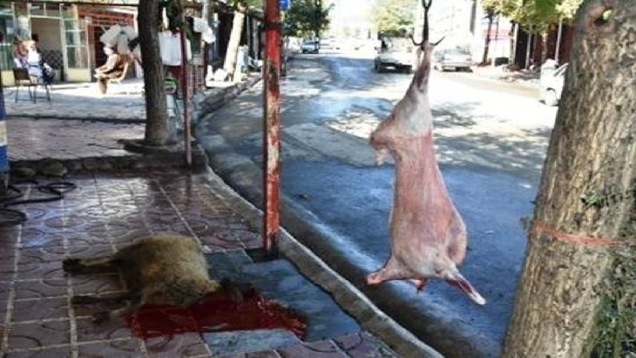 هشدار دامپزشکی کردستان از افزایش گوشت حاصل از کشتار غیر مجاز