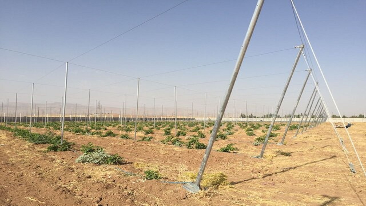 بزرگترین باغ سایبان کشور در کرمانشاه در دست احداث است