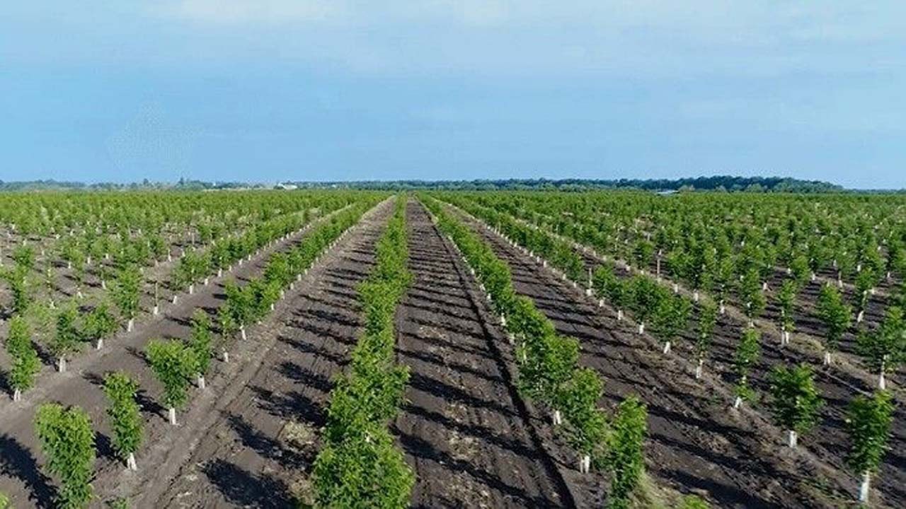نهال‌های تازه کاشت شناسامه دار می‌شوند