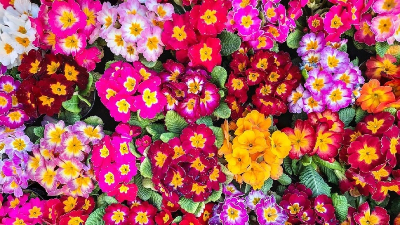 حال و هوای بهاری بازار گل محلاتی با نزدیک شدن سال نو + تصاویر