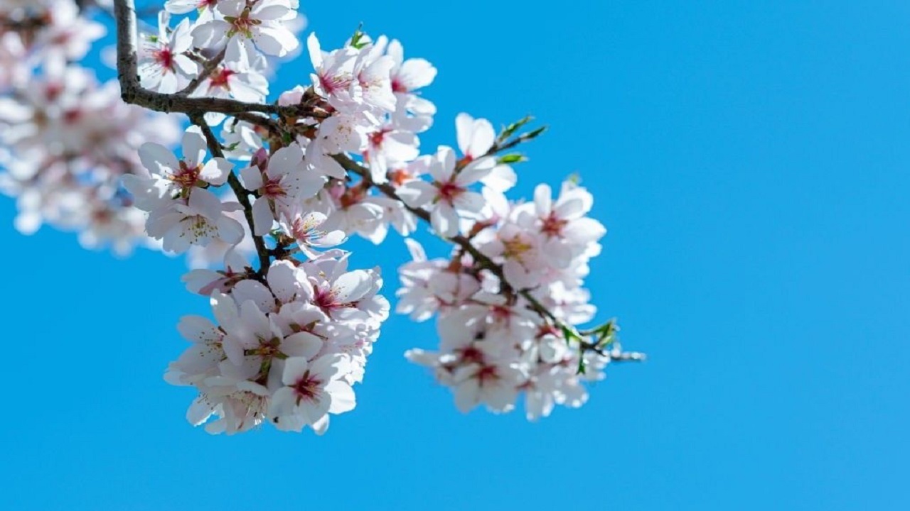 خودنمایی شکوفه‌های درختان گوجه سبز در آستانه فصل بهار + فیلم