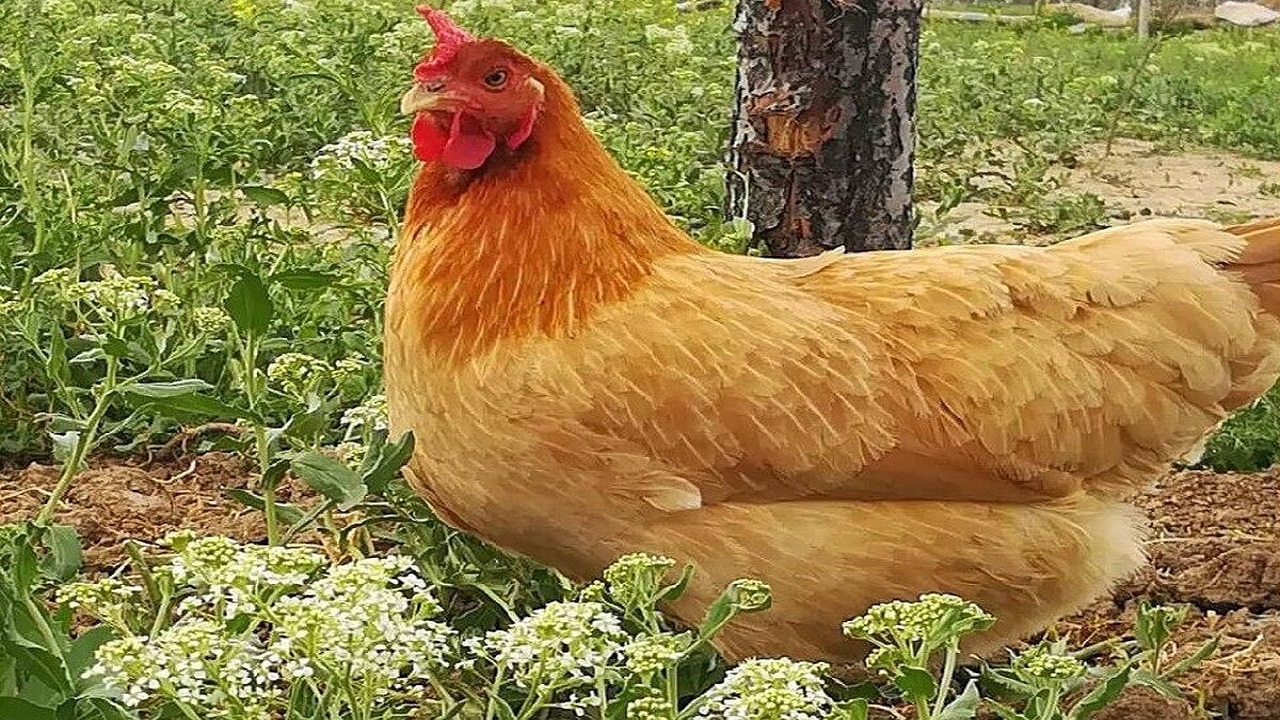 پرواز جسورانه مرغ از بالای برج + فیلم