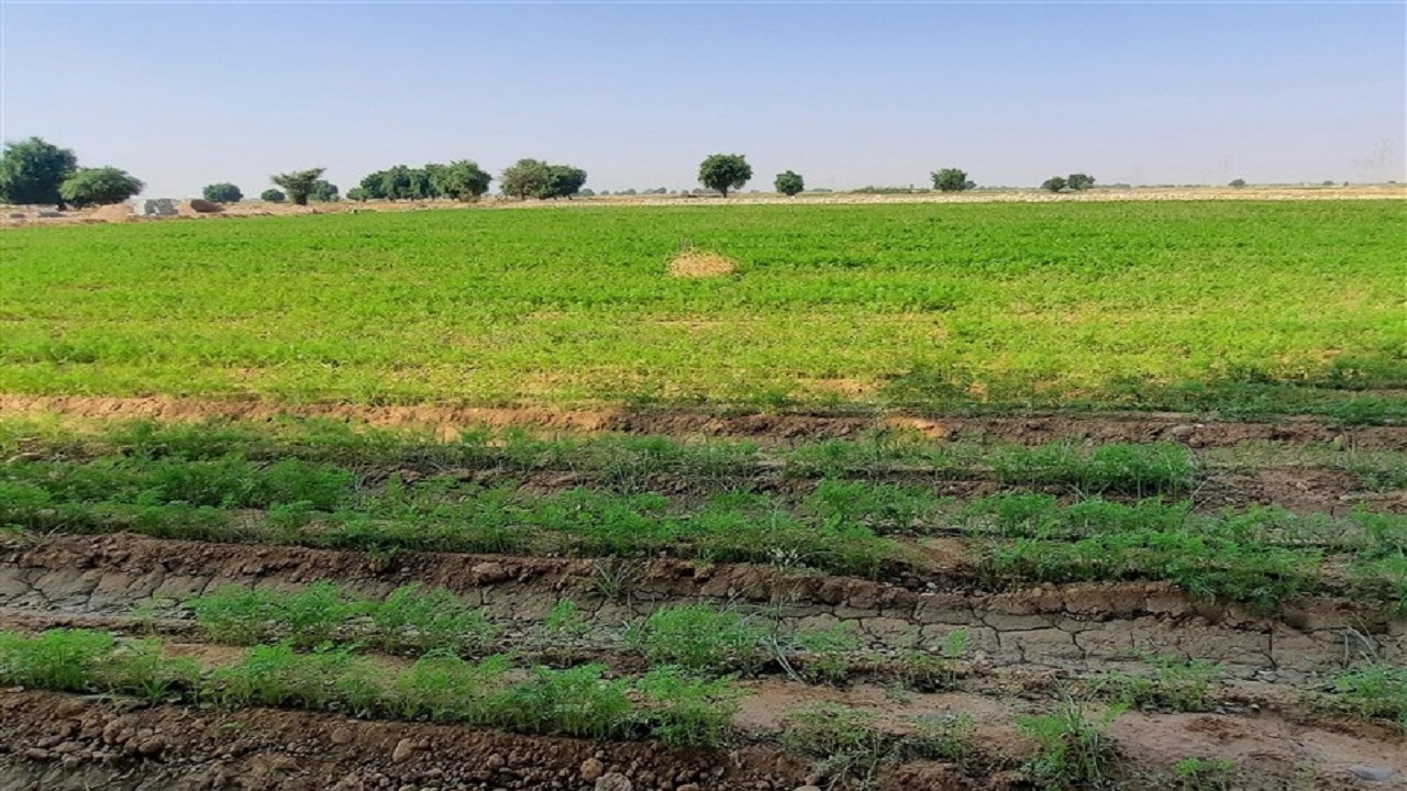 الگوی کشت استانی رونمایی می شود