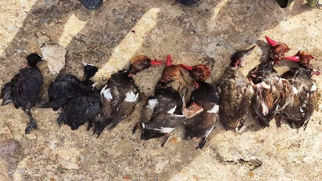 شکارچی متخلف در تالاب کانی‌برازان دستگیر شد
