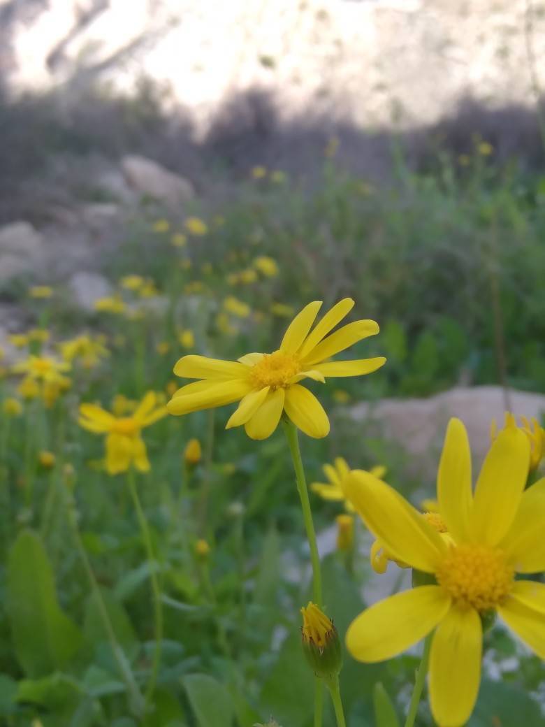 گل های بهاری