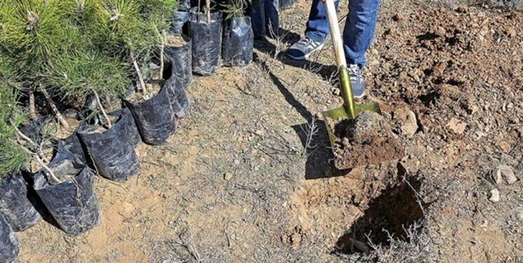 کاشت هر نهال ۱۰۰ لیتر آب نیاز دارد