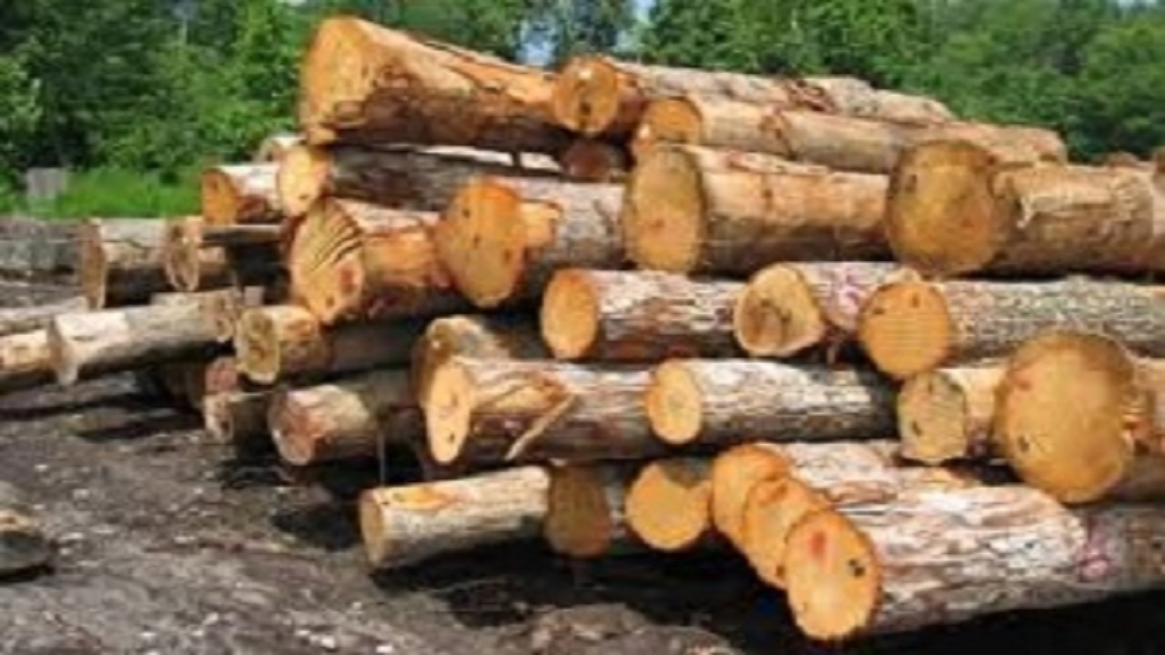 کشف ۱۷ تن چوب قاچاق در بروجرد