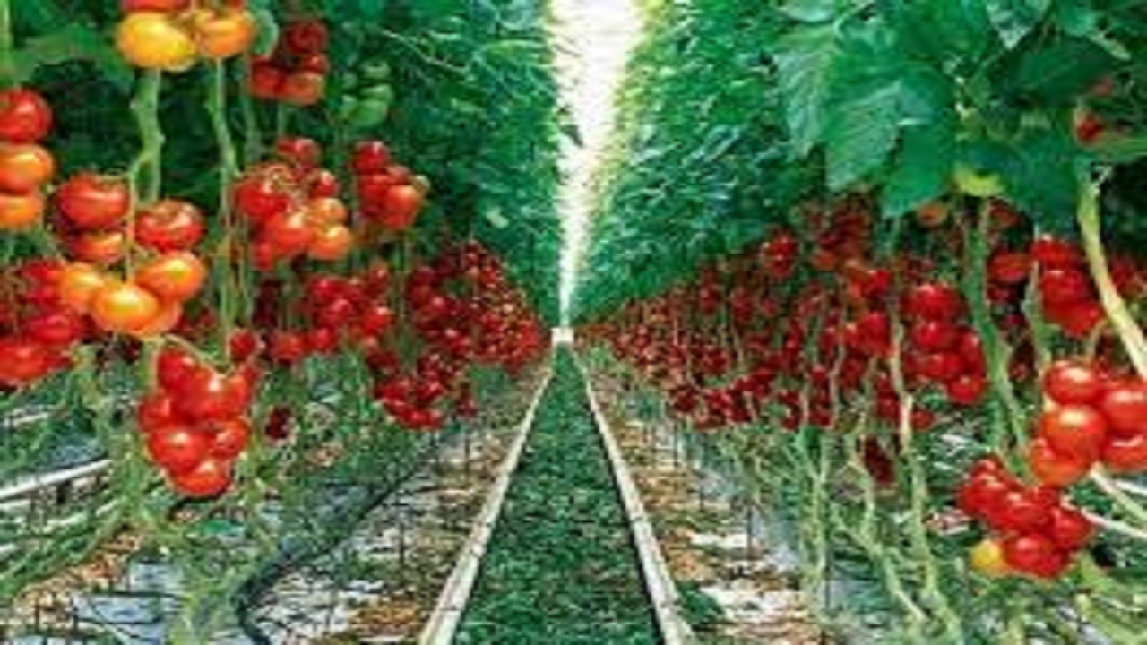 بهره برداران واحدهای تولیدی باغی، جالیزی و گلخانه ای بخوانند
