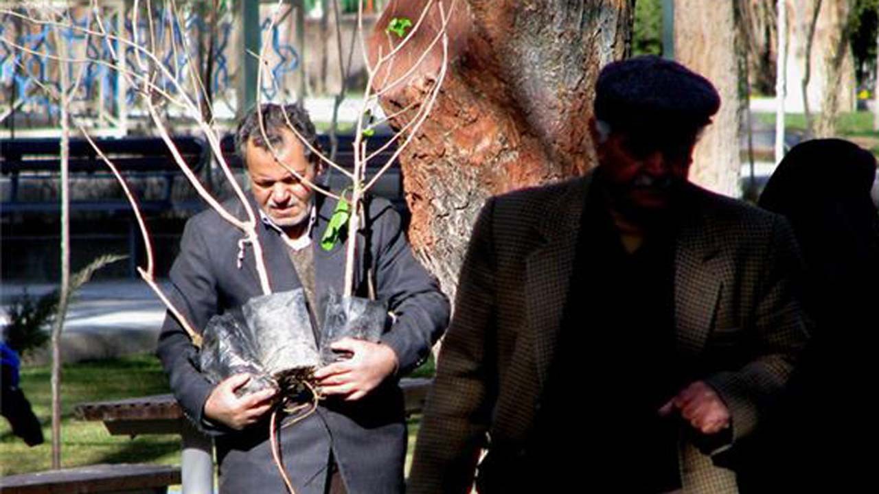 توزیع ۲ میلیون اصله نهال رایگان در مازندران
