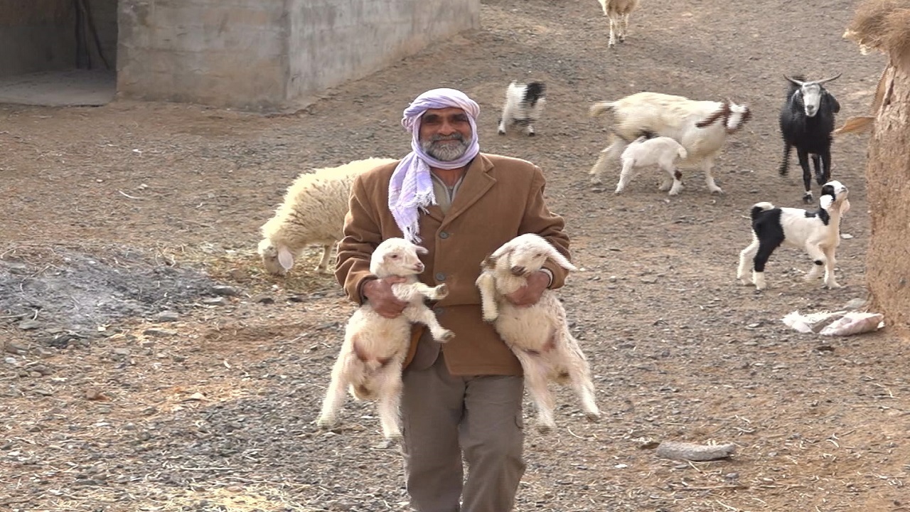 اصلاح نژادی که تولید را به دو برابر رساند